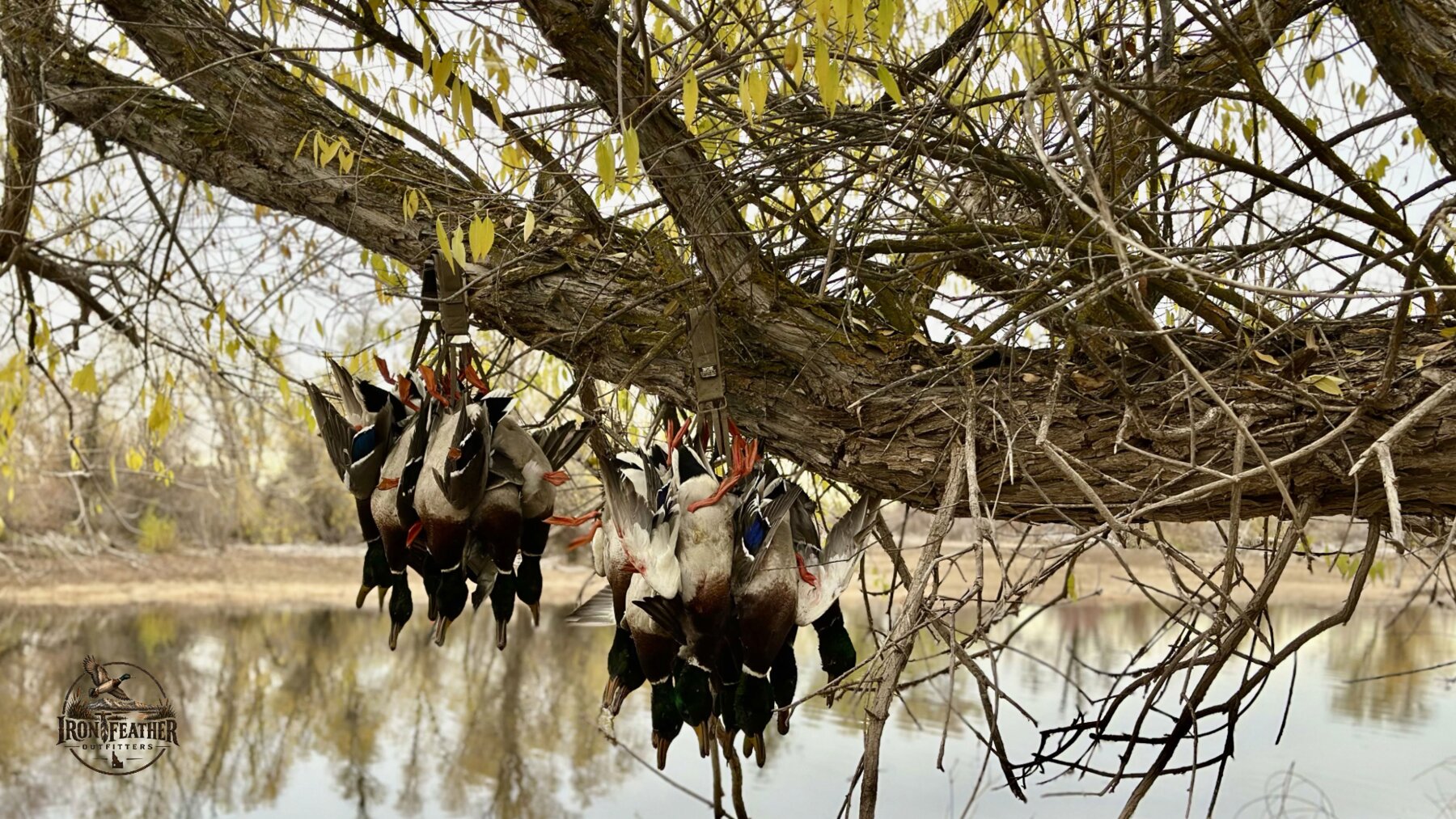 Close-up of a banded goose held in hand