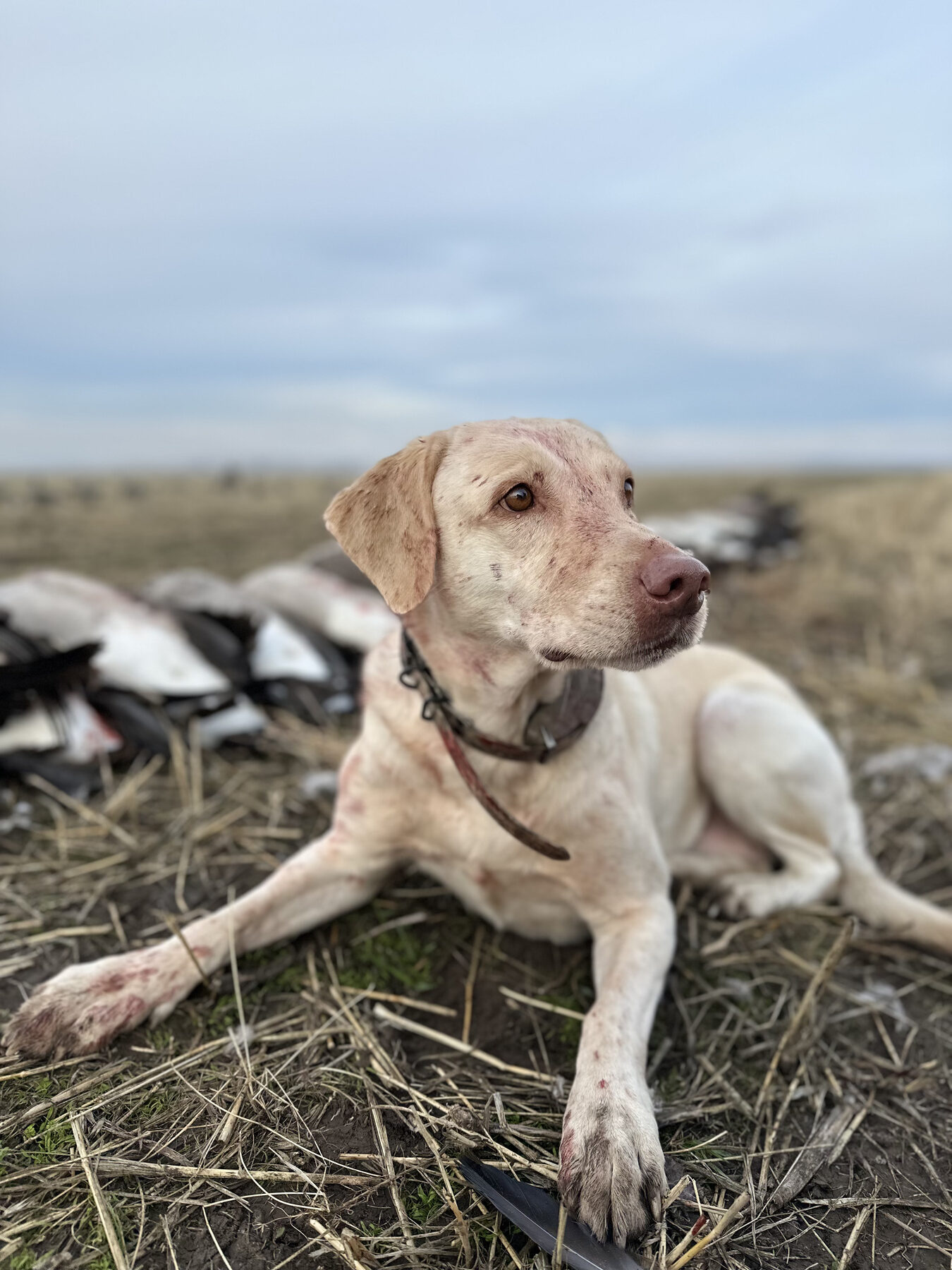 Retriever alert in the field with harvested geese blurred behind