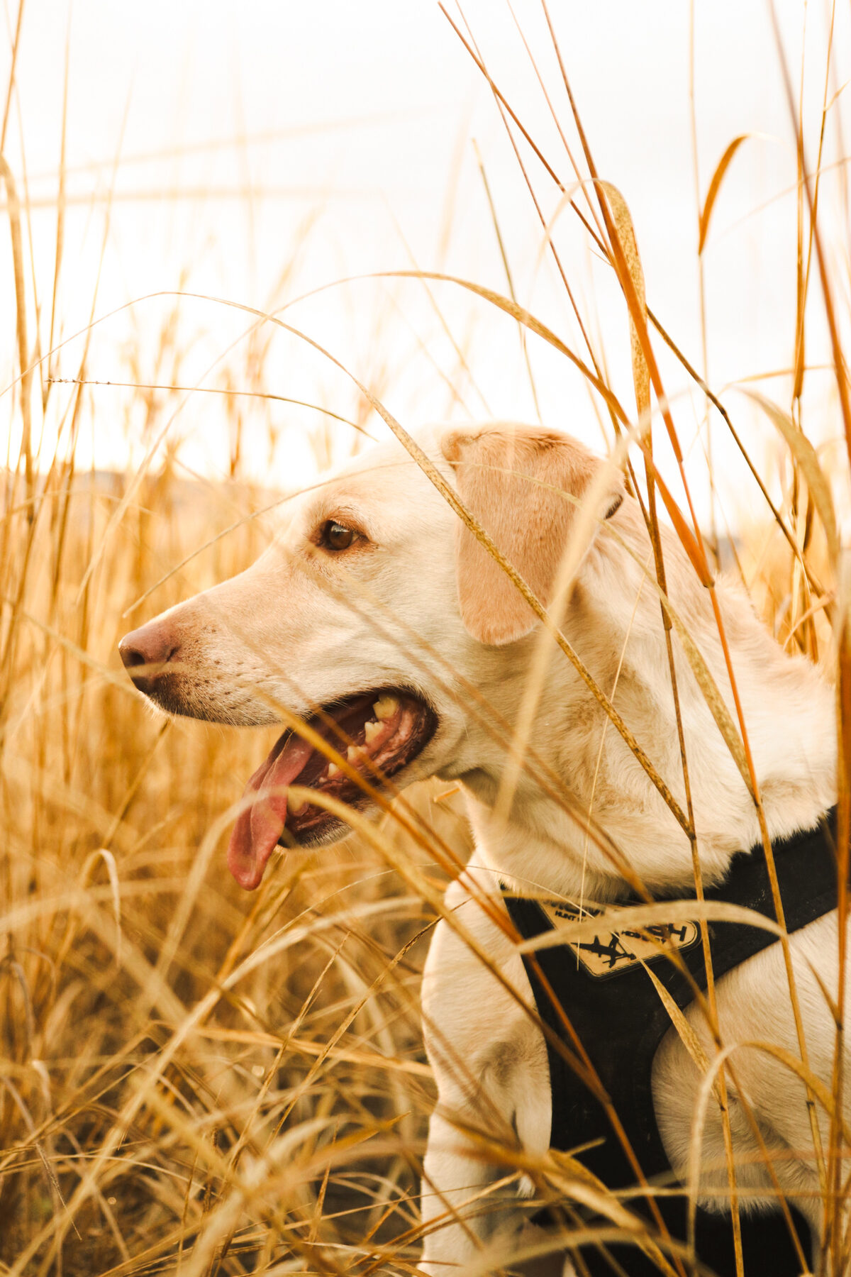 Retriever alert in golden CRP grass