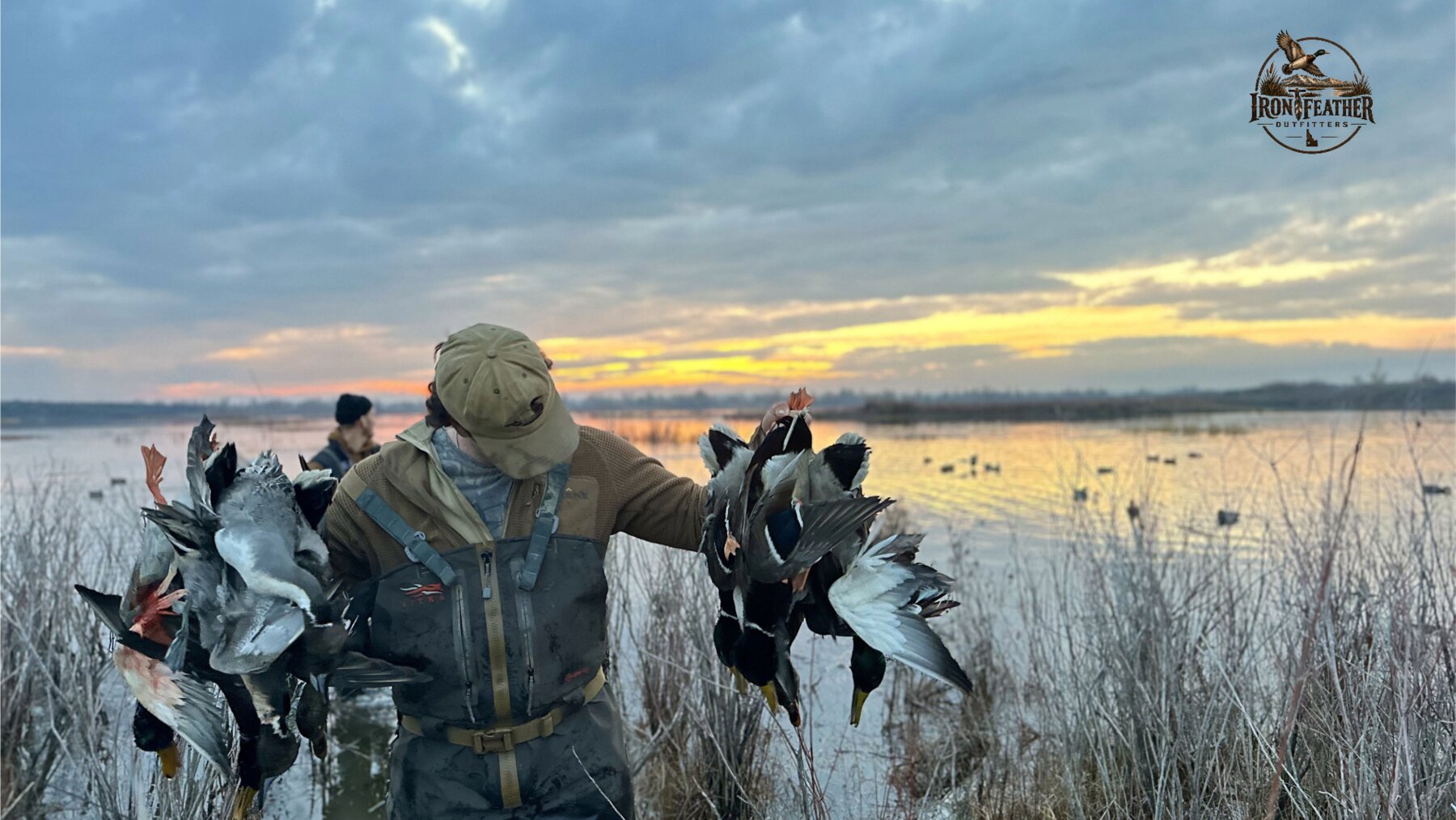 Retrievers alongside a decoy line on a cloudy day