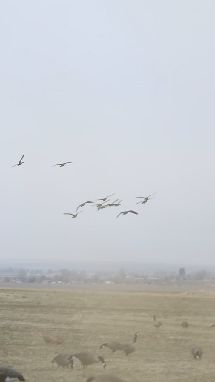 Geese finishing into the decoy spread on a foggy morning