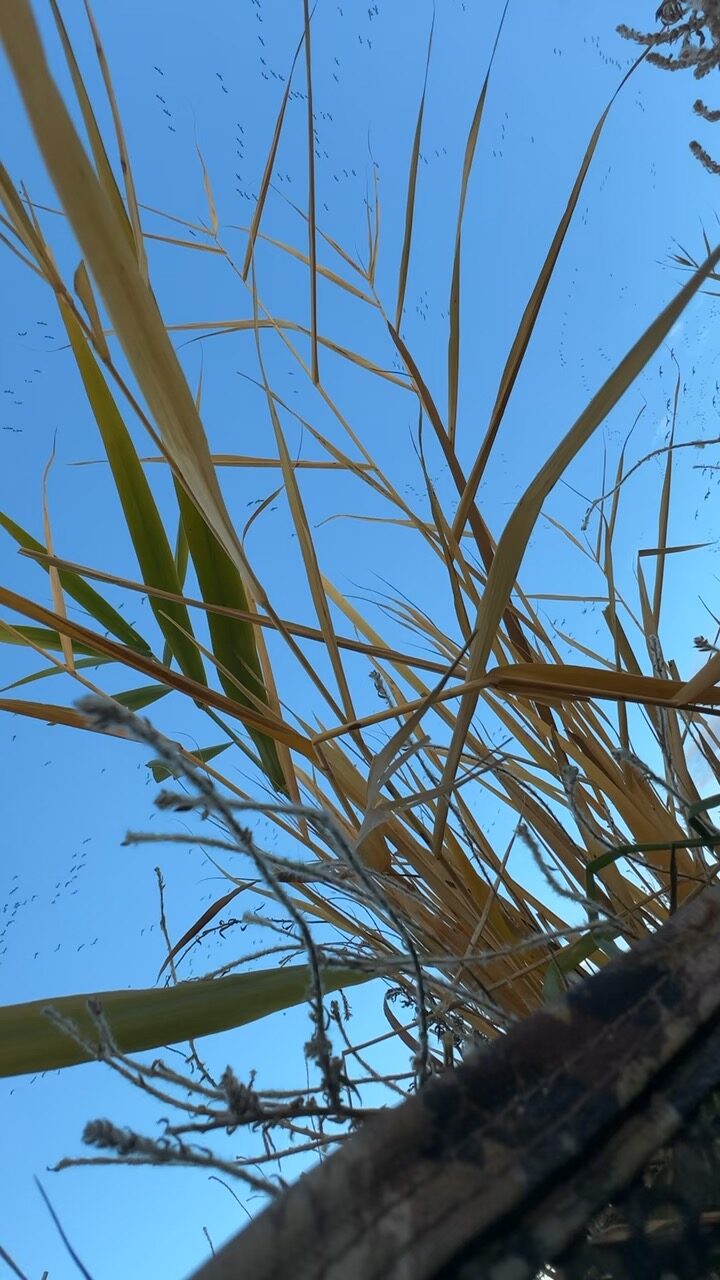 Massive flock of waterfowl passing overhead against blue sky, view from the blind
