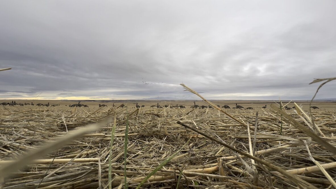 Low-angle view of Canada geese working a stubble field under a moody sky
