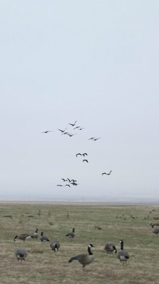 Flock of geese flying over a foggy field with decoys