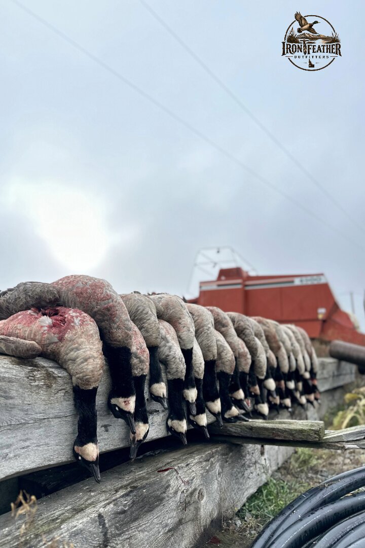 Geese hanging on a wooden fence rail