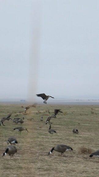 Goose landing among decoys with a dust devil in the background