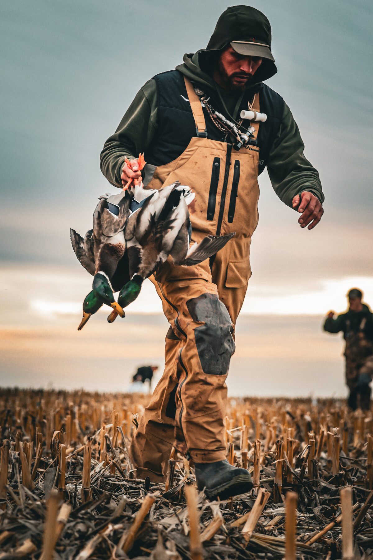 Hunter walking through a field at golden sunset with harvested goose