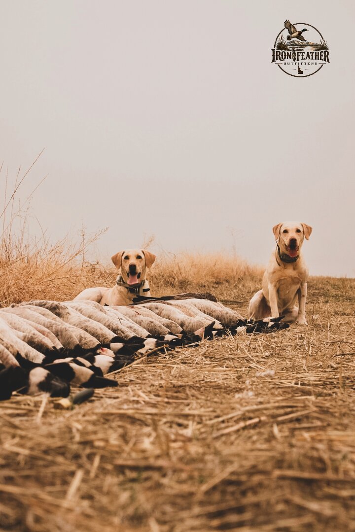 Guide calling geese with retriever and decoys