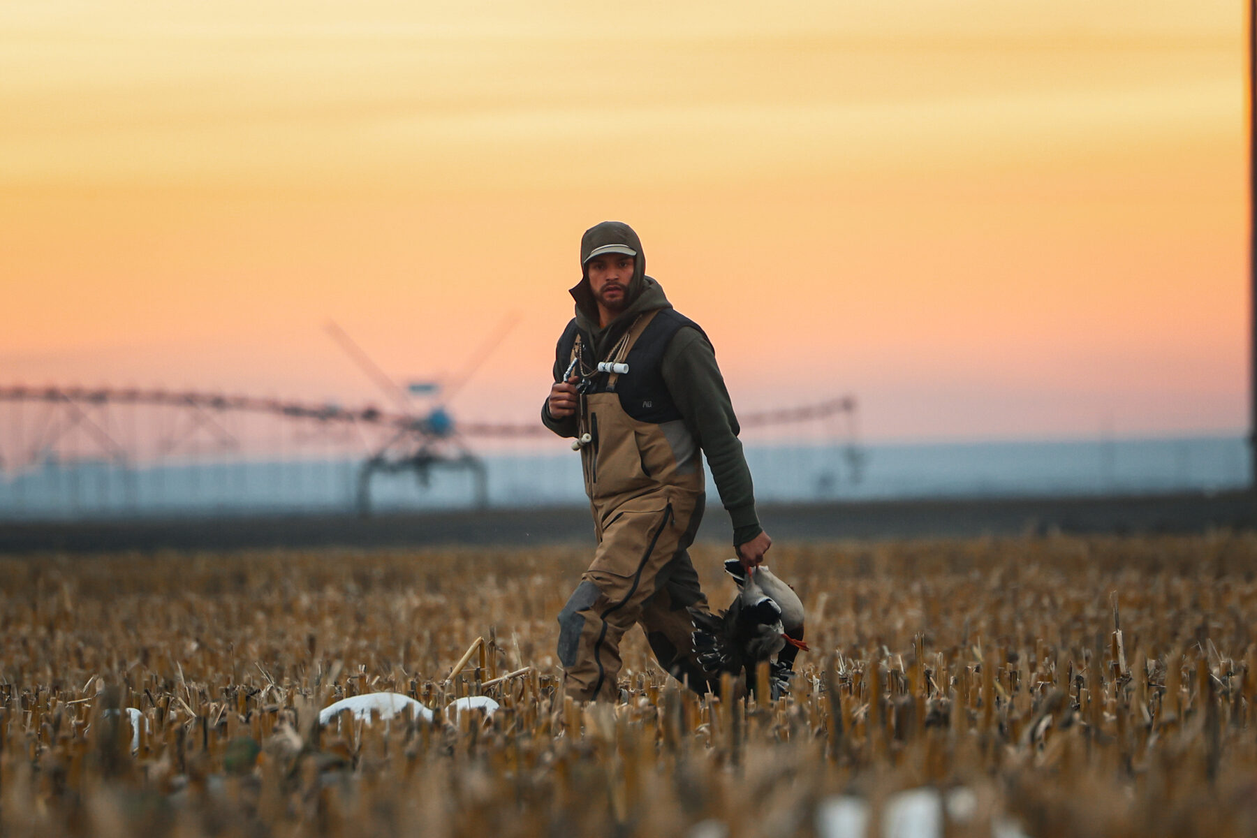 Hunter carrying a brace of mallards across a harvested field