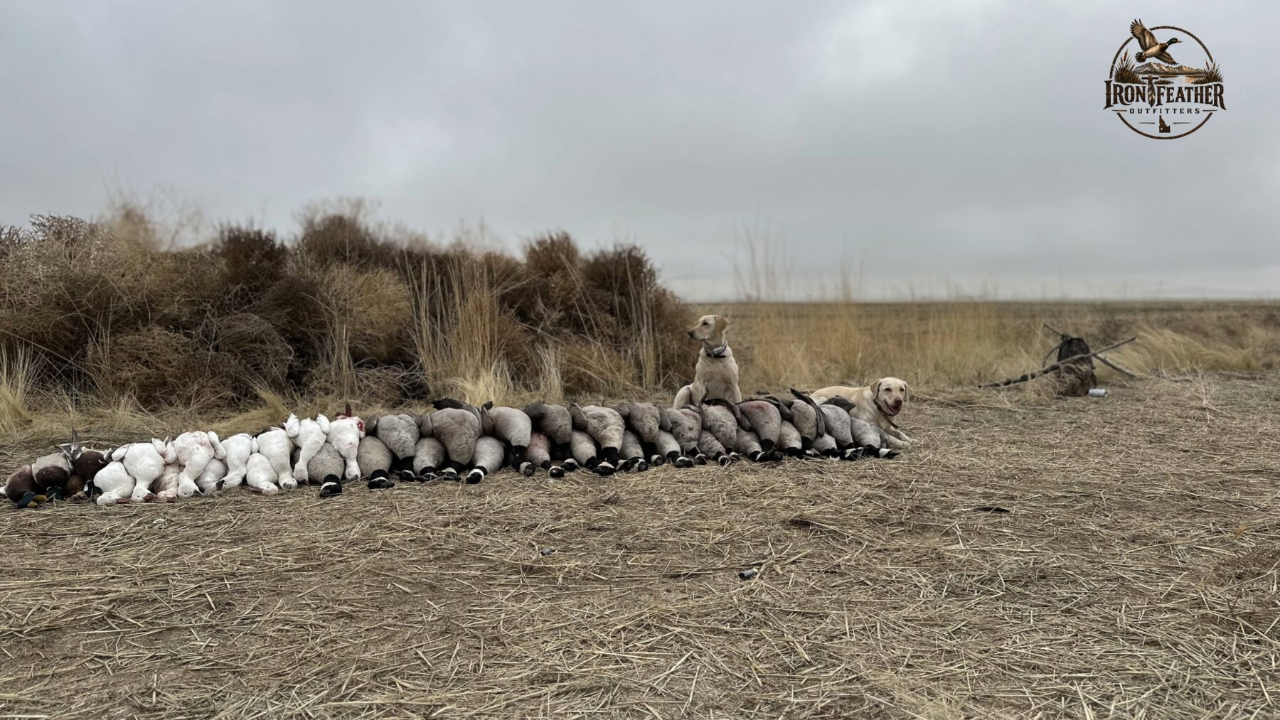 Row of mallards laid out in a cornfield