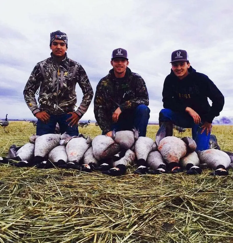 Three hunters kneeling behind a line of Canada geese