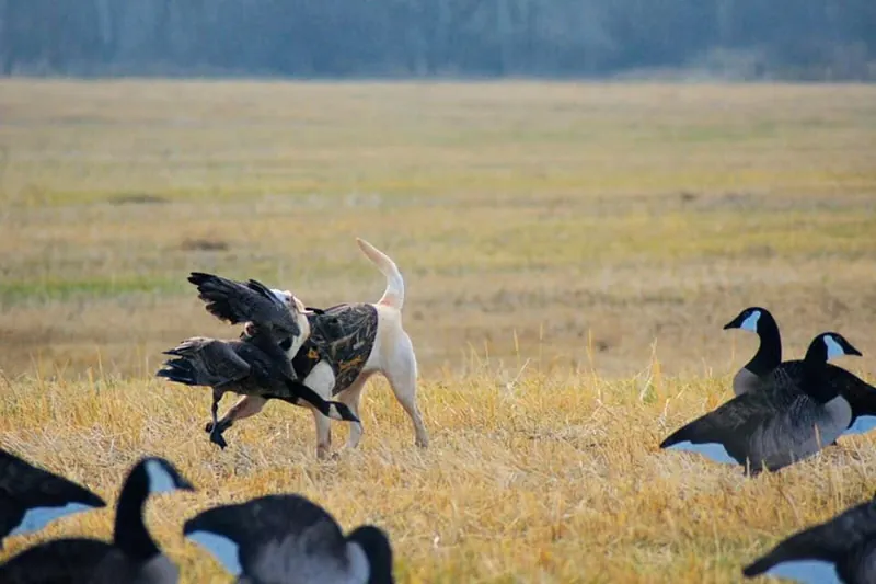A dog retrieving a goose among decoys