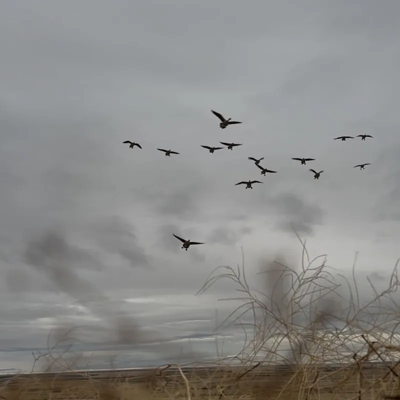 A flock of geese flying under an overcast sky