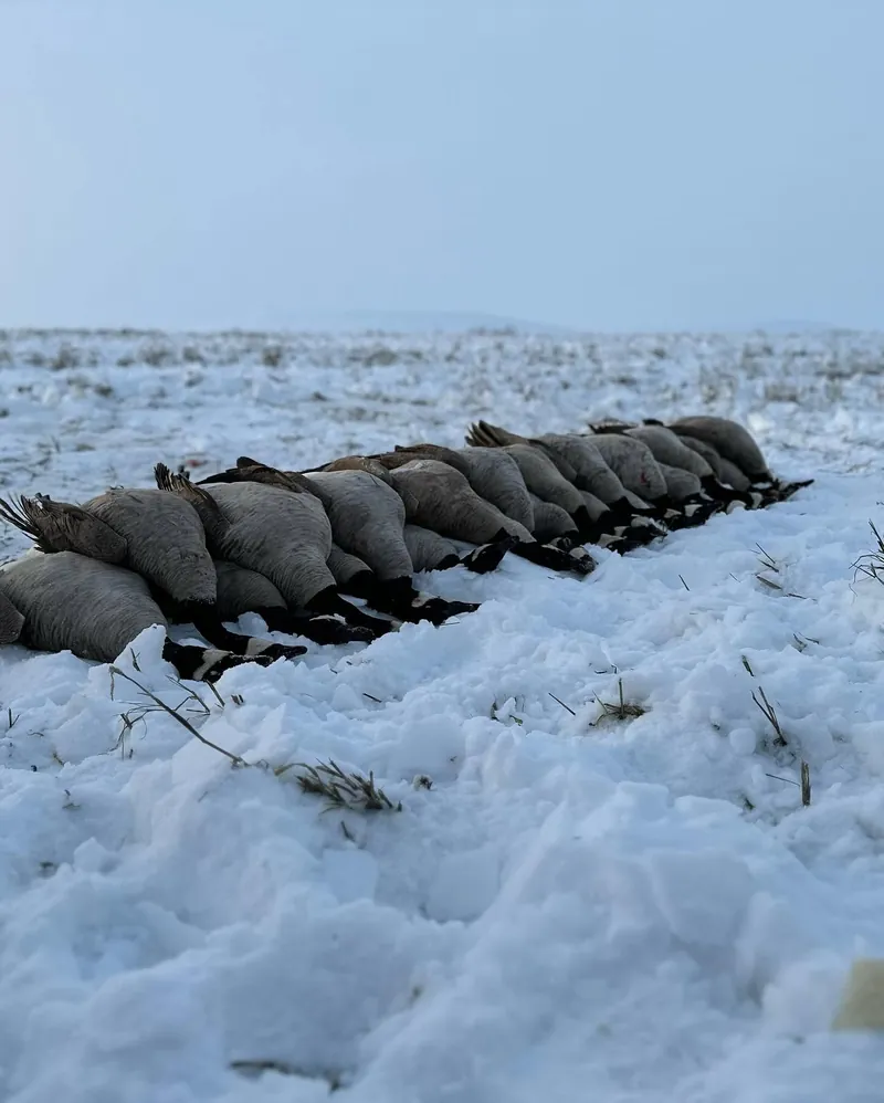 A line of geese laid out on snow