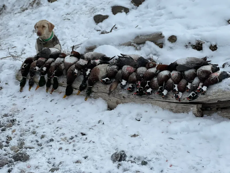 Yellow lab sitting on a log above a strap of ducks in the snow