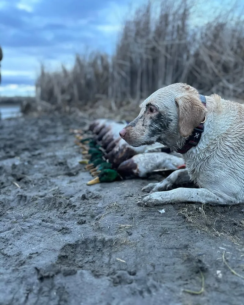 Yellow lab lying beside a line of mallards