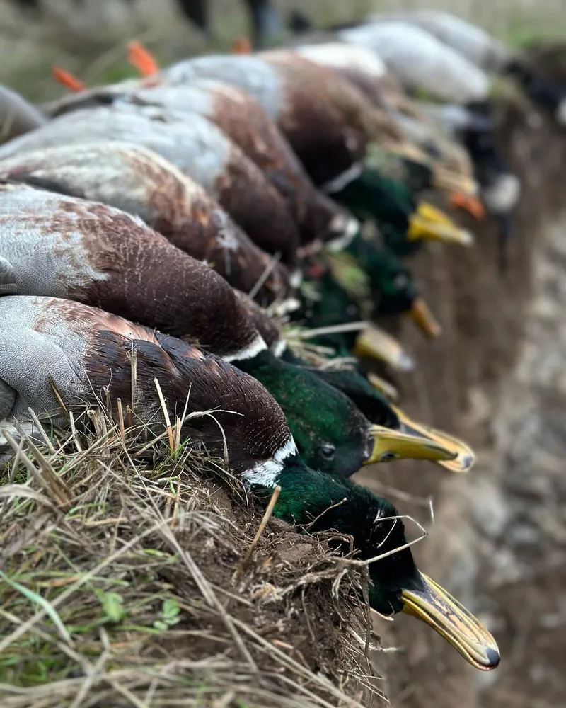 Mallards laid out along a grassy bank