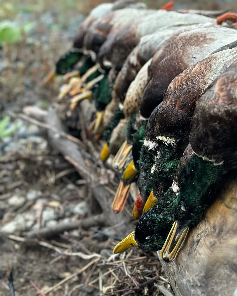 Close view of a row of mallard drakes