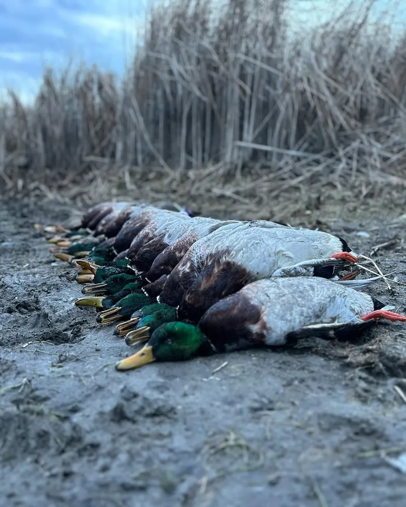 Mallard drakes laid out along a muddy shoreline