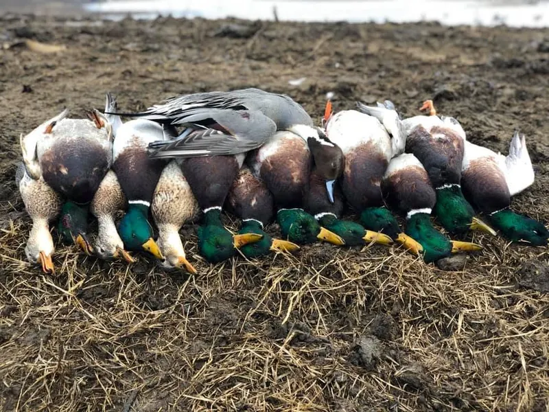 Mallards laid out on a bed of straw