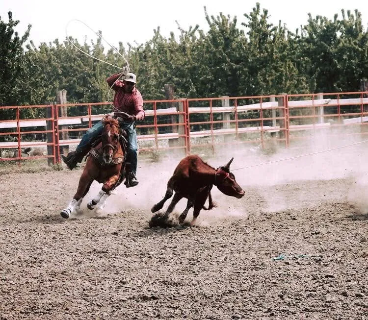Phoenix as a young rider chasing down a calf