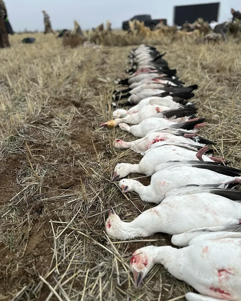 A long line of snow geese laid out in stubble