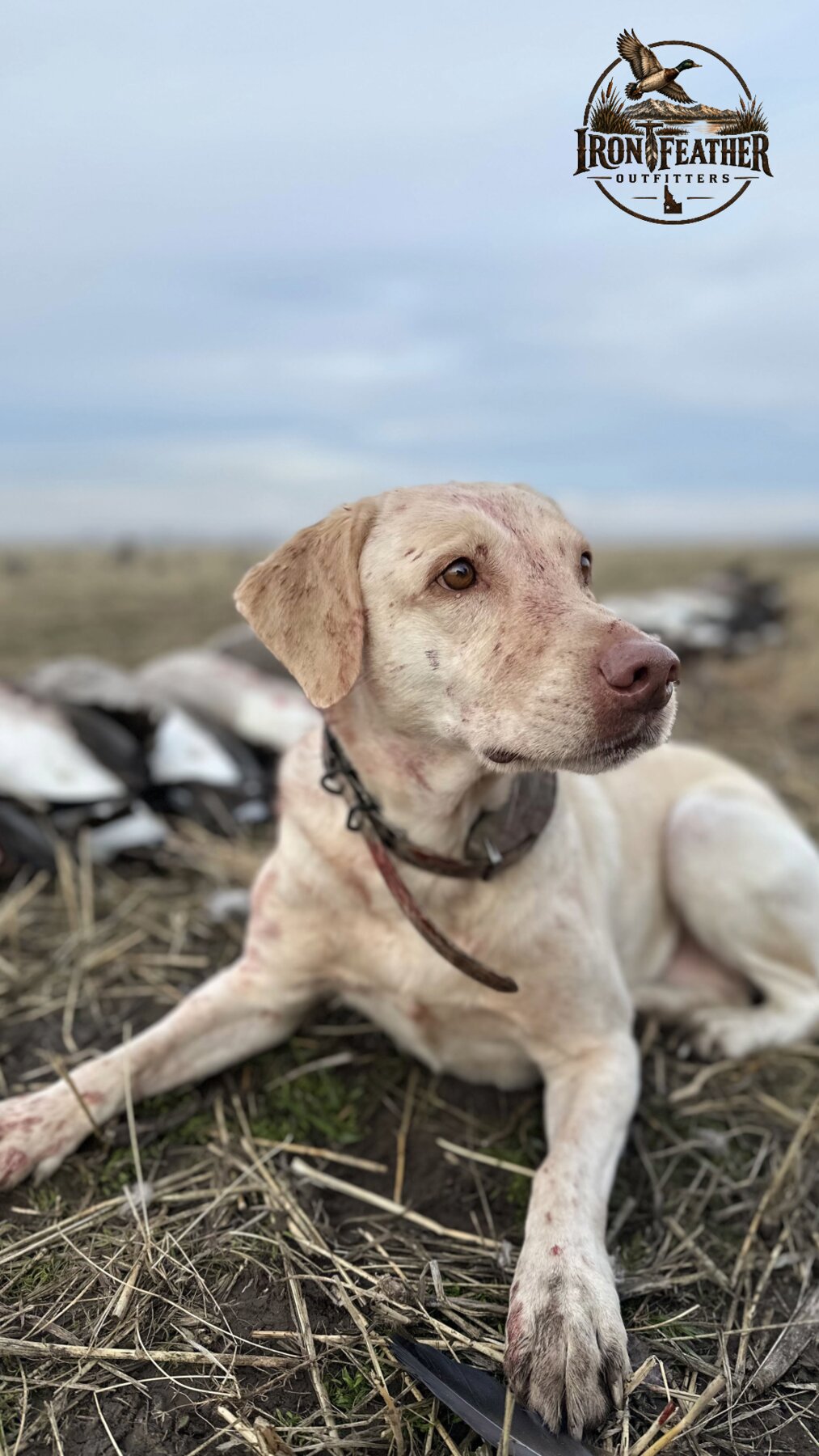 Young retriever in training out in the field